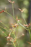 Broadfruit horned beaksedge